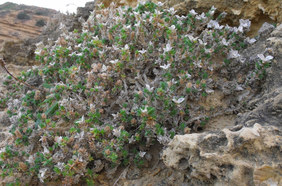 Crucianella rupestris / Crucianella maltese